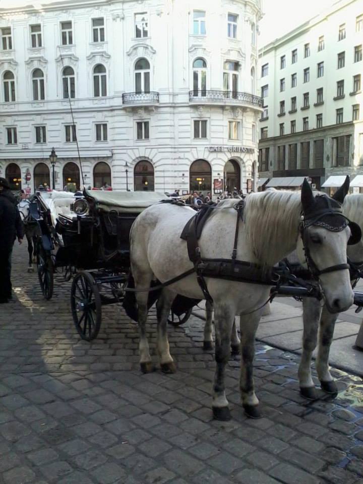 Lovasbemutató Bécsben: Spanyol Lovasiskola
