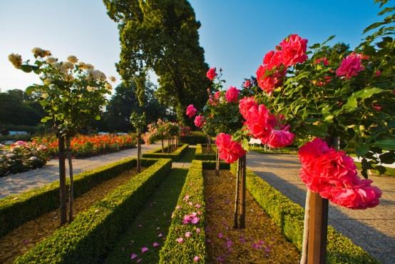Rózsafesztivál a csodálatos Baden Bei Wien-ben