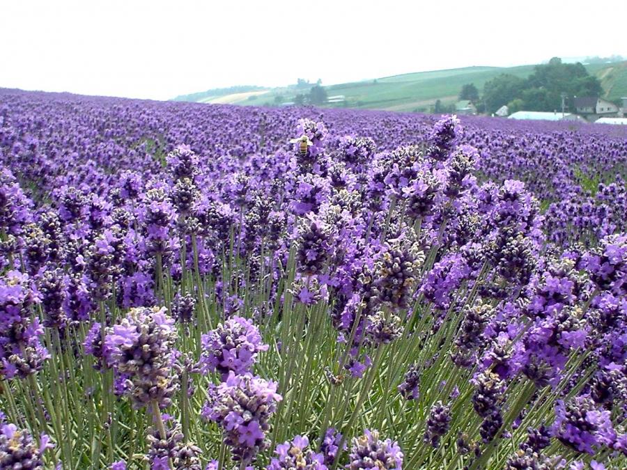 Ametiszt és Levendula: egy lila nap Ausztriában