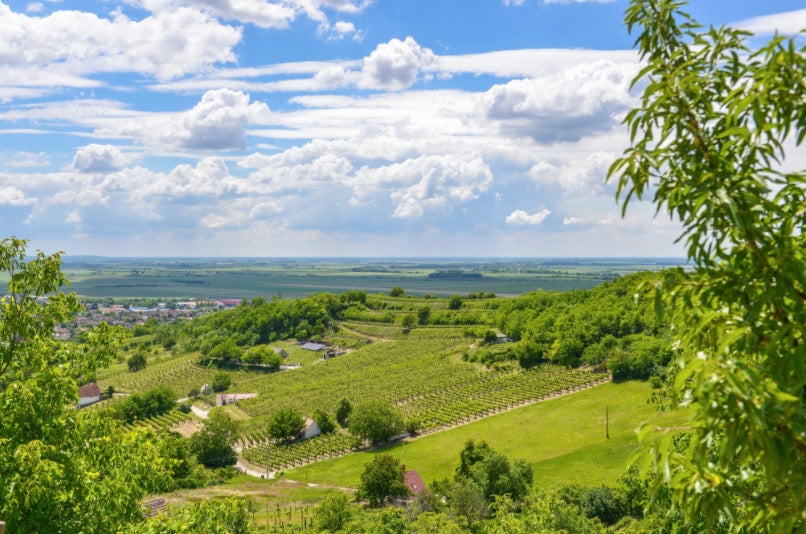 Szüreti hangulat a szekszárdi borvidéken Gemenci ártéri erdő kisvasút utazással
