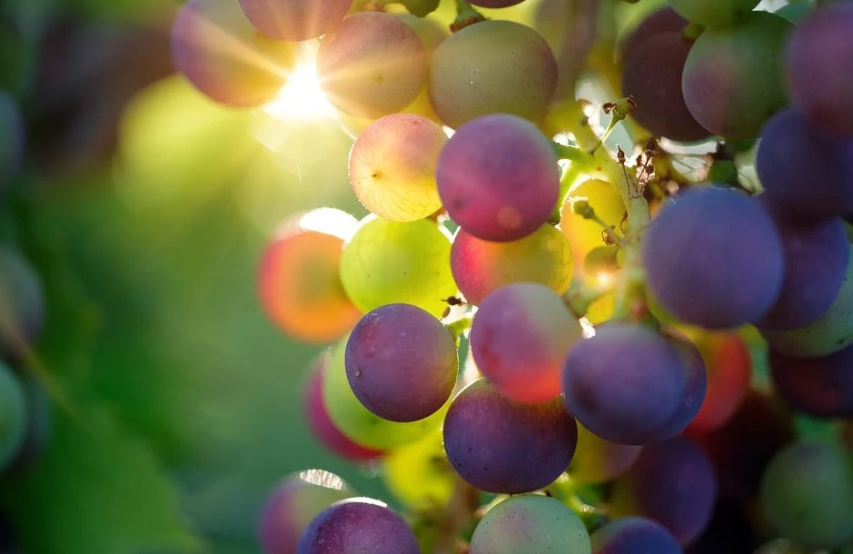 Szüreti hangulat a szekszárdi borvidéken Gemenci ártéri erdő kisvasút utazással