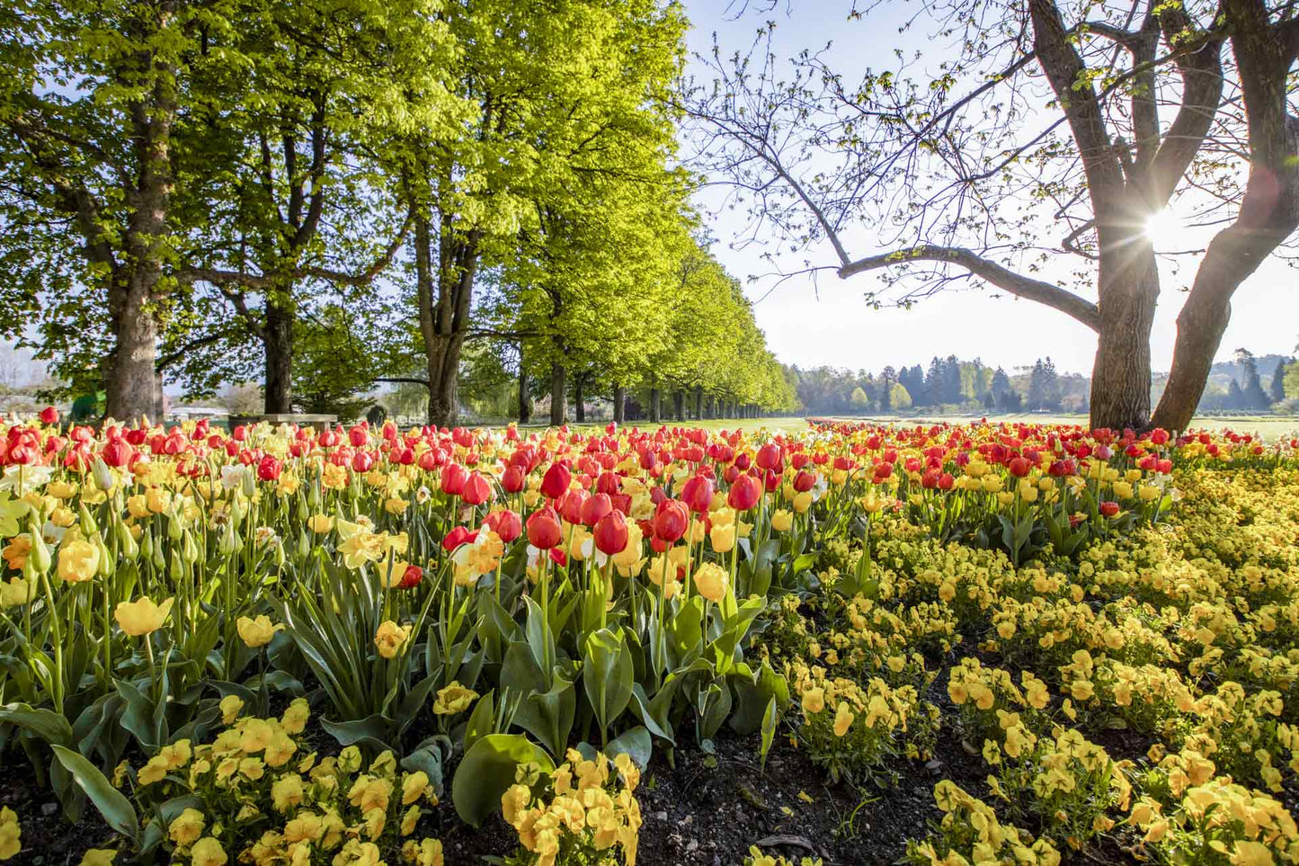 Volčji Potok arborétum rózsái és Maribor