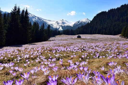 Zakopane és a Tátra - Krókusz virágzás