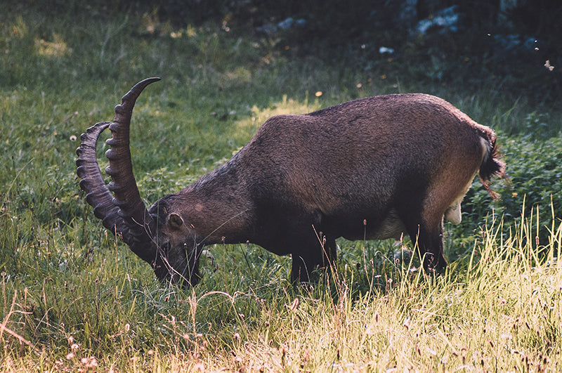 Medve-szurdok bakancsos túra
