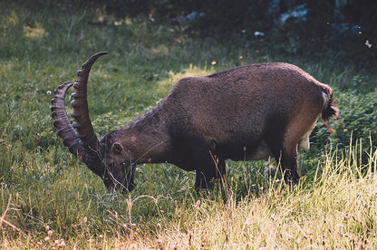 Medve-szurdok bakancsos túra