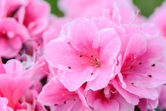 világos rózsaszín rhododendron virágok