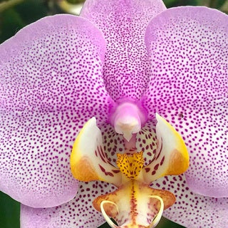 Orchideafarm és az Őrség elfeledett emlékei